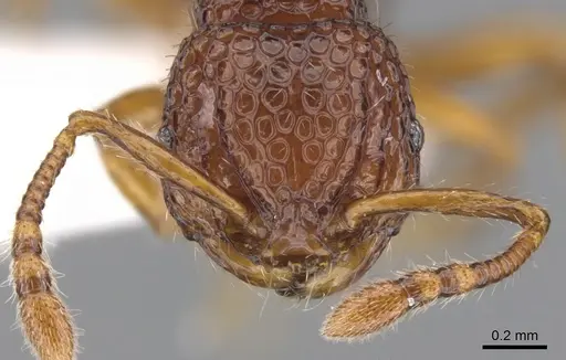 Pristomyrmex occultus specimen CASENT0901720 image casent0901720_2