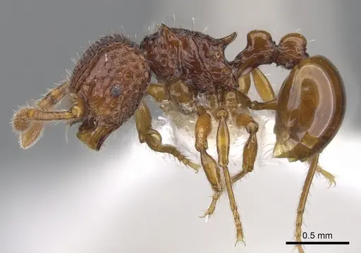 Pristomyrmex occultus specimen CASENT0901720 image casent0901720_3