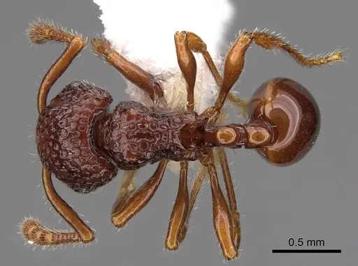 Pristomyrmex occultus specimen CASENT0922992 image casent0922992_1