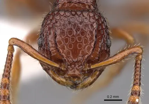 Pristomyrmex occultus specimen CASENT0922992 image casent0922992_2