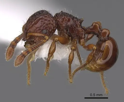 Pristomyrmex occultus specimen CASENT0922992 image casent0922992_3