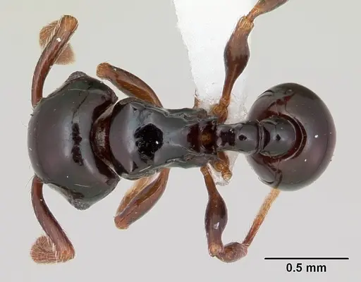 Pristomyrmex orbiceps specimen CASENT0417737 image casent0417737_1