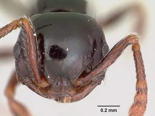 Pristomyrmex orbiceps specimen CASENT0417737 image casent0417737_2