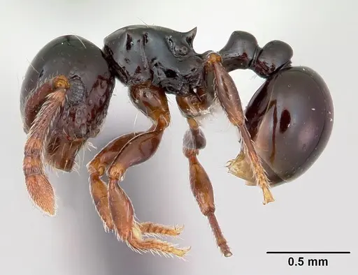 Pristomyrmex orbiceps specimen CASENT0417737 image casent0417737_3