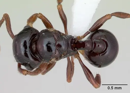 Pristomyrmex orbiceps specimen CASENT0417739 image casent0417739_1