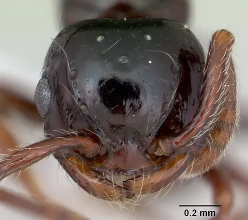 Pristomyrmex orbiceps specimen CASENT0417739 image casent0417739_2