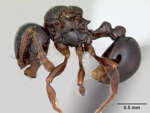Pristomyrmex orbiceps specimen CASENT0417739 image casent0417739_3