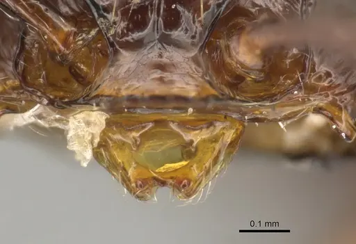 Pristomyrmex orbiceps specimen CASENT0900315 image casent0900315_1