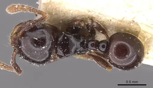 Pristomyrmex orbiceps specimen CASENT0913031 image casent0913031_1
