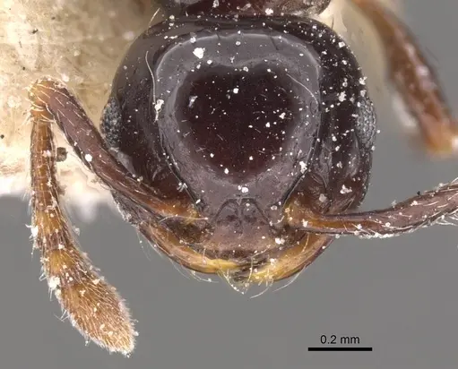 Pristomyrmex orbiceps specimen CASENT0913031 image casent0913031_2
