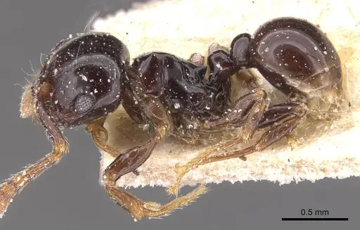 Pristomyrmex orbiceps specimen CASENT0913031 image casent0913031_3