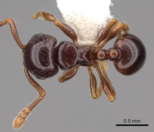 Pristomyrmex orbiceps specimen CASENT0922989 image casent0922989_1