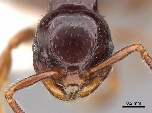 Pristomyrmex orbiceps specimen CASENT0922989 image casent0922989_2