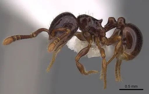 Pristomyrmex orbiceps specimen CASENT0922989 image casent0922989_3