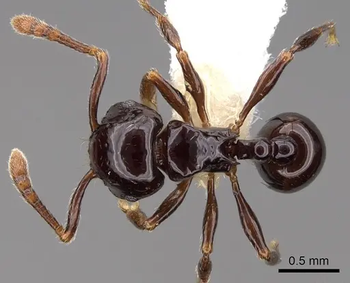Pristomyrmex orbiceps specimen CASENT0922993 image casent0922993_1