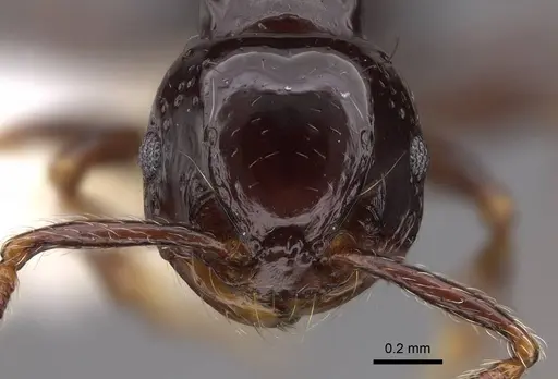 Pristomyrmex orbiceps specimen CASENT0922993 image casent0922993_2