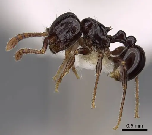 Pristomyrmex orbiceps specimen CASENT0922993 image casent0922993_3