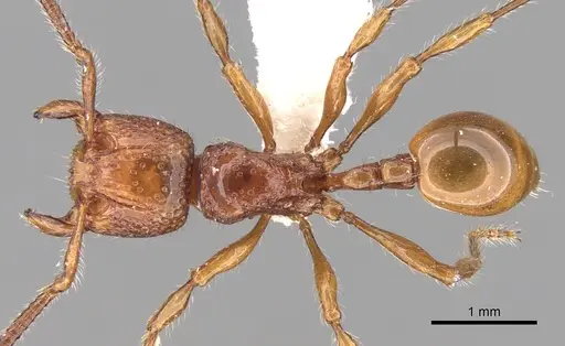 Pristomyrmex picteti specimen CASENT0281795 image casent0281795_1