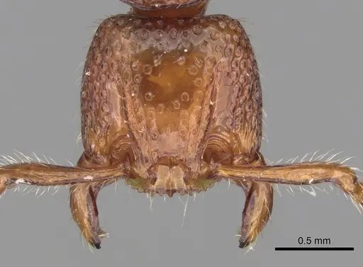 Pristomyrmex picteti specimen CASENT0281795 image casent0281795_2