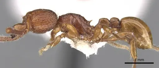 Pristomyrmex picteti specimen CASENT0281795 image casent0281795_3