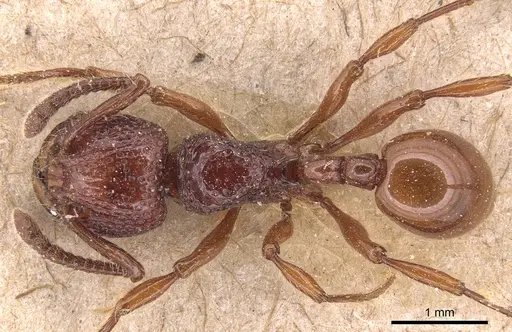 Pristomyrmex picteti specimen CASENT0904692 image casent0904692_1