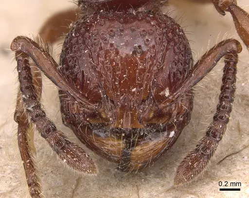 Pristomyrmex picteti specimen CASENT0904692 image casent0904692_2
