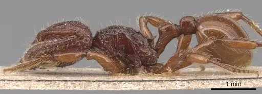 Pristomyrmex picteti specimen CASENT0904692 image casent0904692_3