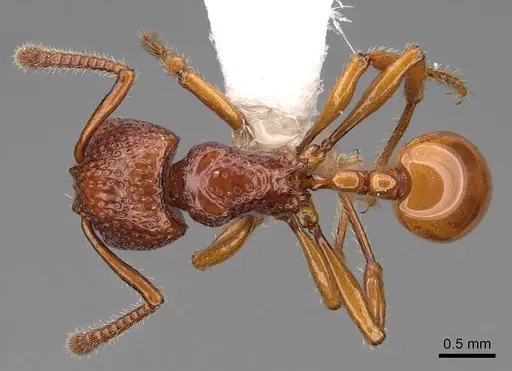 Pristomyrmex picteti specimen CASENT0922994 image casent0922994_1