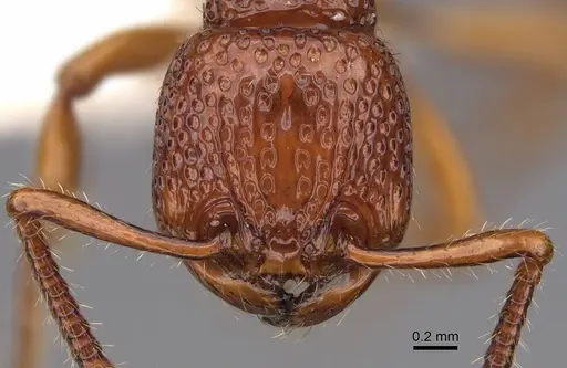 Pristomyrmex picteti specimen CASENT0922994 image casent0922994_2
