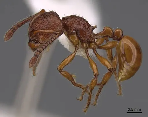 Pristomyrmex picteti specimen CASENT0922994 image casent0922994_3