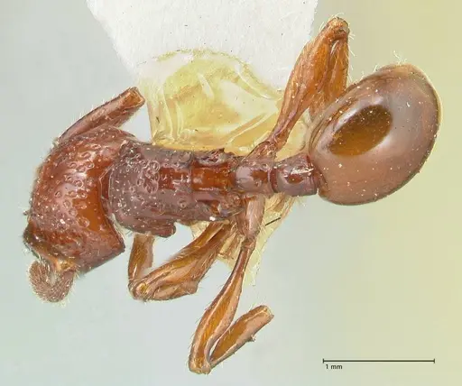 Pristomyrmex picteti specimen FOCOL1948 image focol1948_1