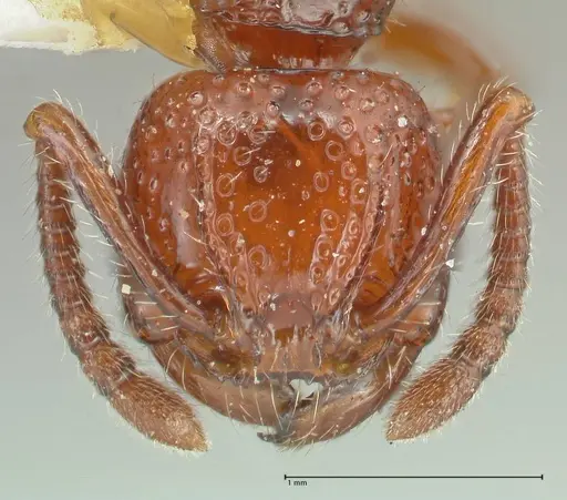 Pristomyrmex picteti specimen FOCOL1948 image focol1948_2