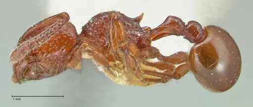 Pristomyrmex picteti specimen FOCOL1948 image focol1948_3
