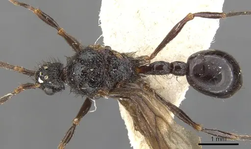 Pristomyrmex pollux specimen CASENT0901714 image casent0901714_1