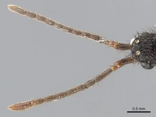Pristomyrmex pollux specimen CASENT0901714 image casent0901714_3