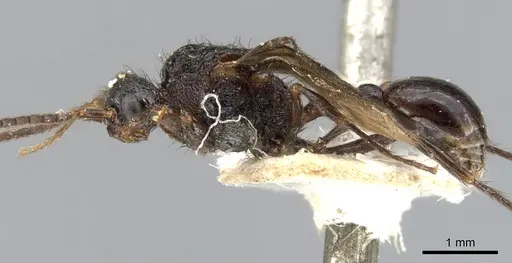Pristomyrmex pollux specimen CASENT0901714 image casent0901714_4