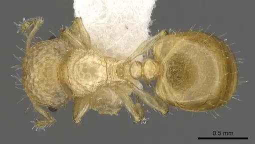 Pristomyrmex profundus specimen CASENT0901710 image casent0901710_1