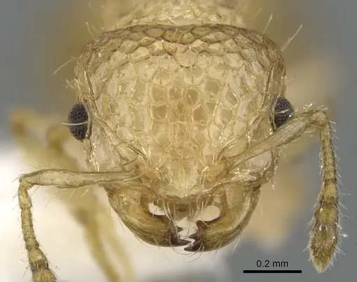 Pristomyrmex profundus specimen CASENT0901710 image casent0901710_2