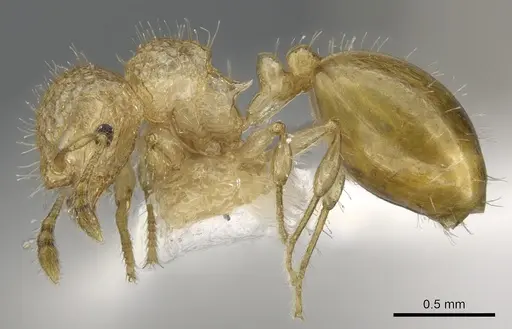 Pristomyrmex profundus specimen CASENT0901710 image casent0901710_3