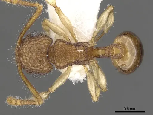 Pristomyrmex pulcher specimen CASENT0901708 image casent0901708_1