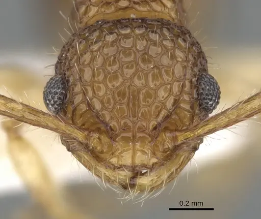 Pristomyrmex pulcher specimen CASENT0901708 image casent0901708_2
