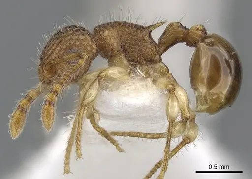Pristomyrmex pulcher specimen CASENT0901708 image casent0901708_3