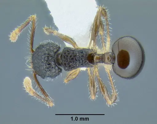 Pristomyrmex punctatus specimen CASENT0106274 image casent0106274_1