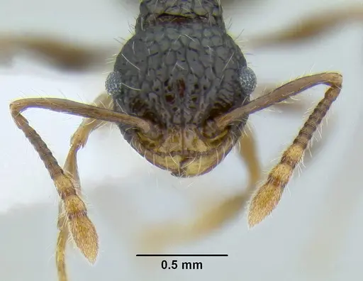 Pristomyrmex punctatus specimen CASENT0106274 image casent0106274_2