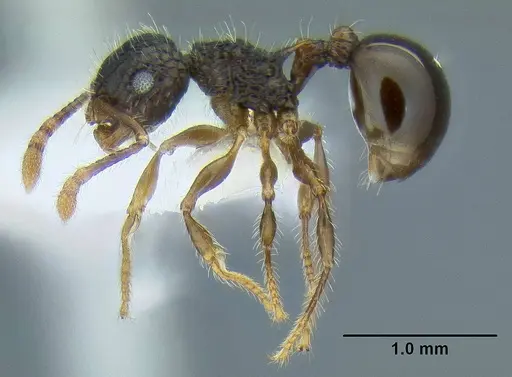 Pristomyrmex punctatus specimen CASENT0106274 image casent0106274_3
