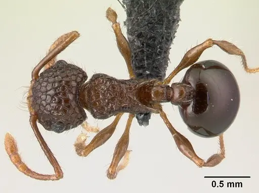 Pristomyrmex punctatus specimen CASENT0178863 image casent0178863_1