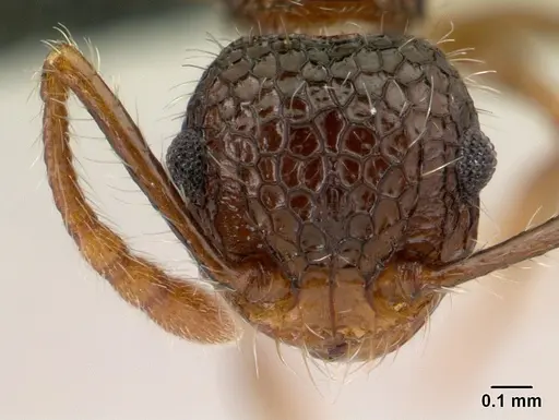 Pristomyrmex punctatus specimen CASENT0178863 image casent0178863_2