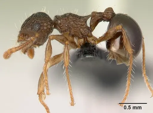 Pristomyrmex punctatus specimen CASENT0178863 image casent0178863_3