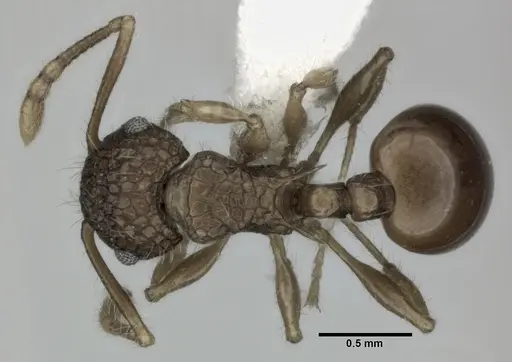 Pristomyrmex punctatus specimen CASENT0246126 image casent0246126_1