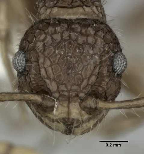 Pristomyrmex punctatus specimen CASENT0246126 image casent0246126_2